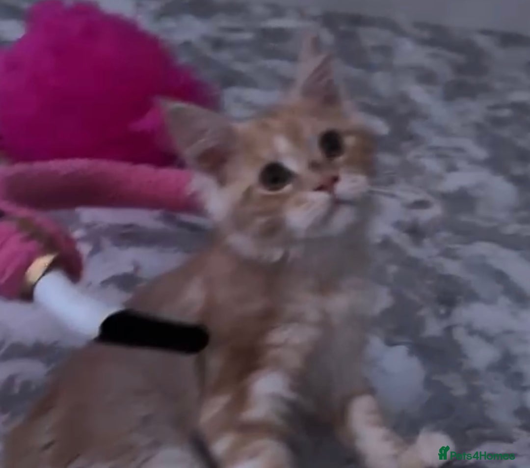 Maine Coon cats for sale: Cream smoke TICA Maine coon boy READY NOW - Advert 2