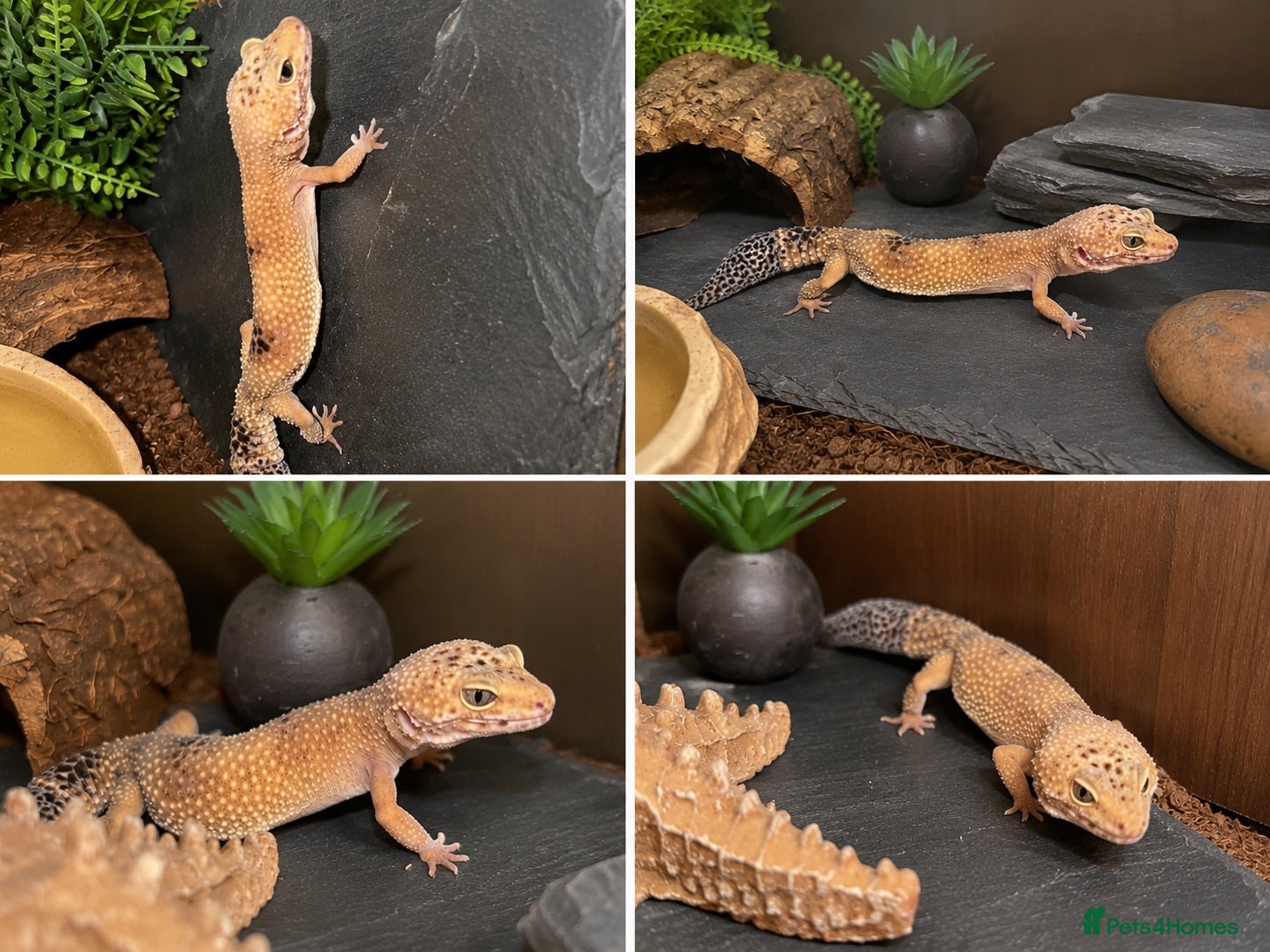 Leopard Gecko reptiles Leopard gecko and setup  - Advert 7