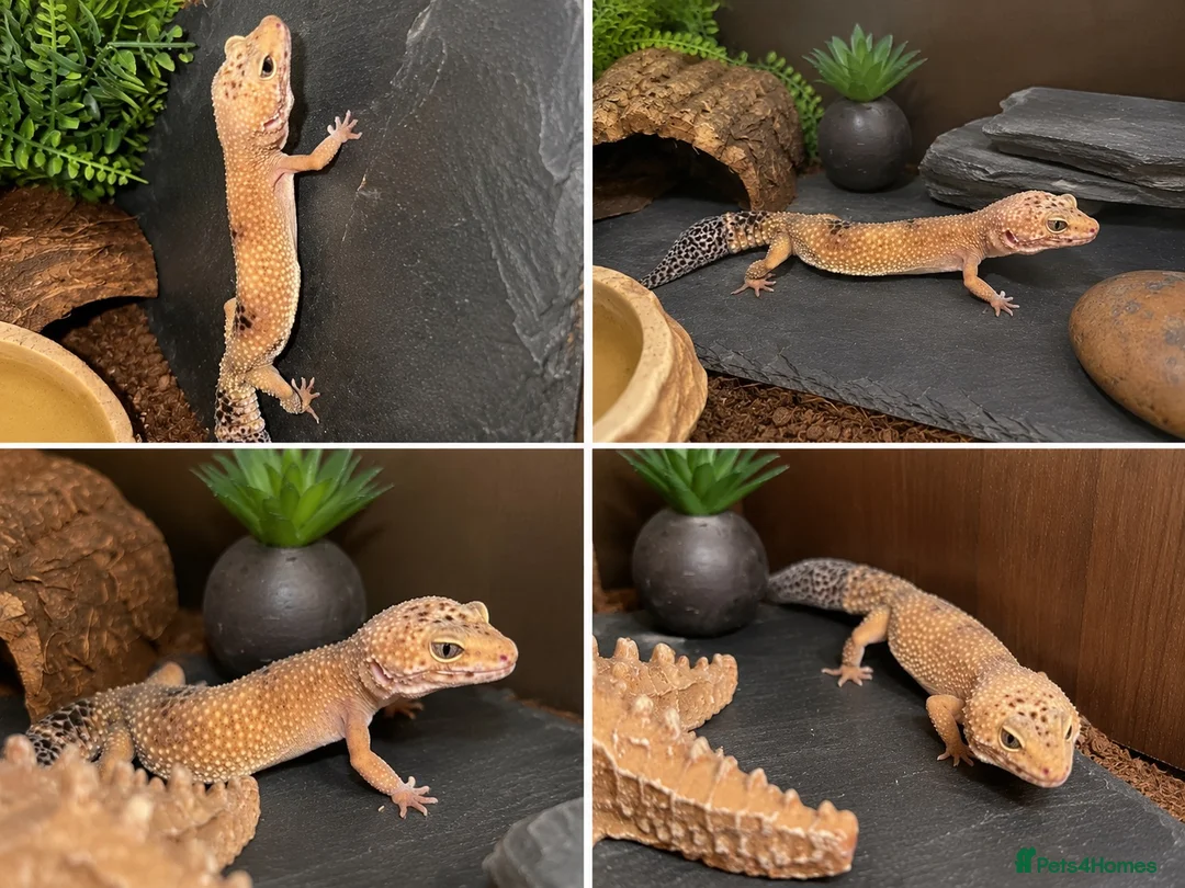 Leopard Gecko reptiles for sale: Leopard gecko and setup  - Advert 1
