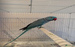 Ringnecks birds for sale: Stunning blue male Indian ringneck  - Image 5