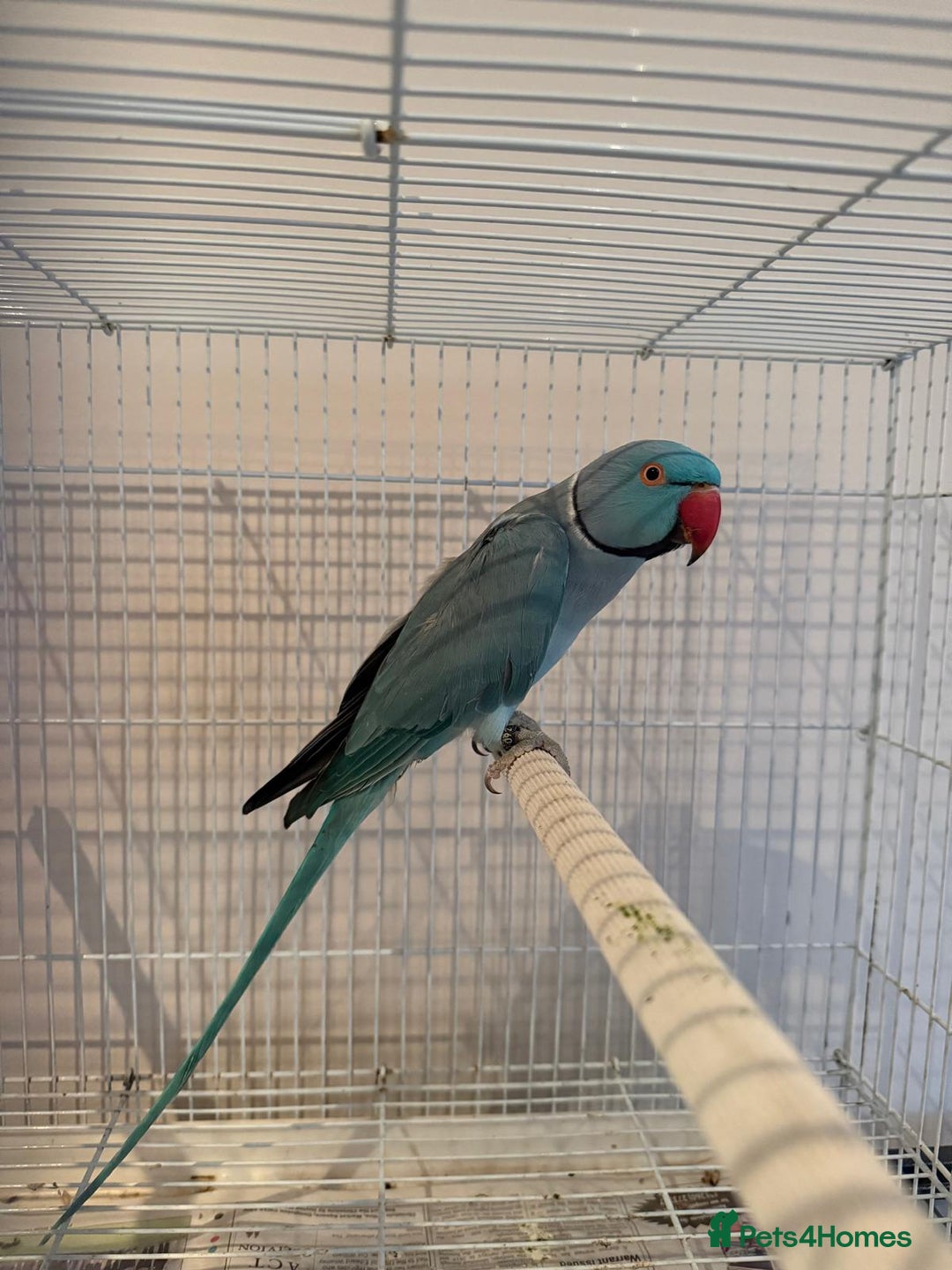 Ringnecks birds for sale: Stunning blue male Indian ringneck  - Image 5