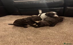 Cockapoo dogs for sale: F2 Cockapoo Puppies - Image 2