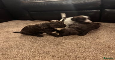 Cockapoo dogs - Advert 12