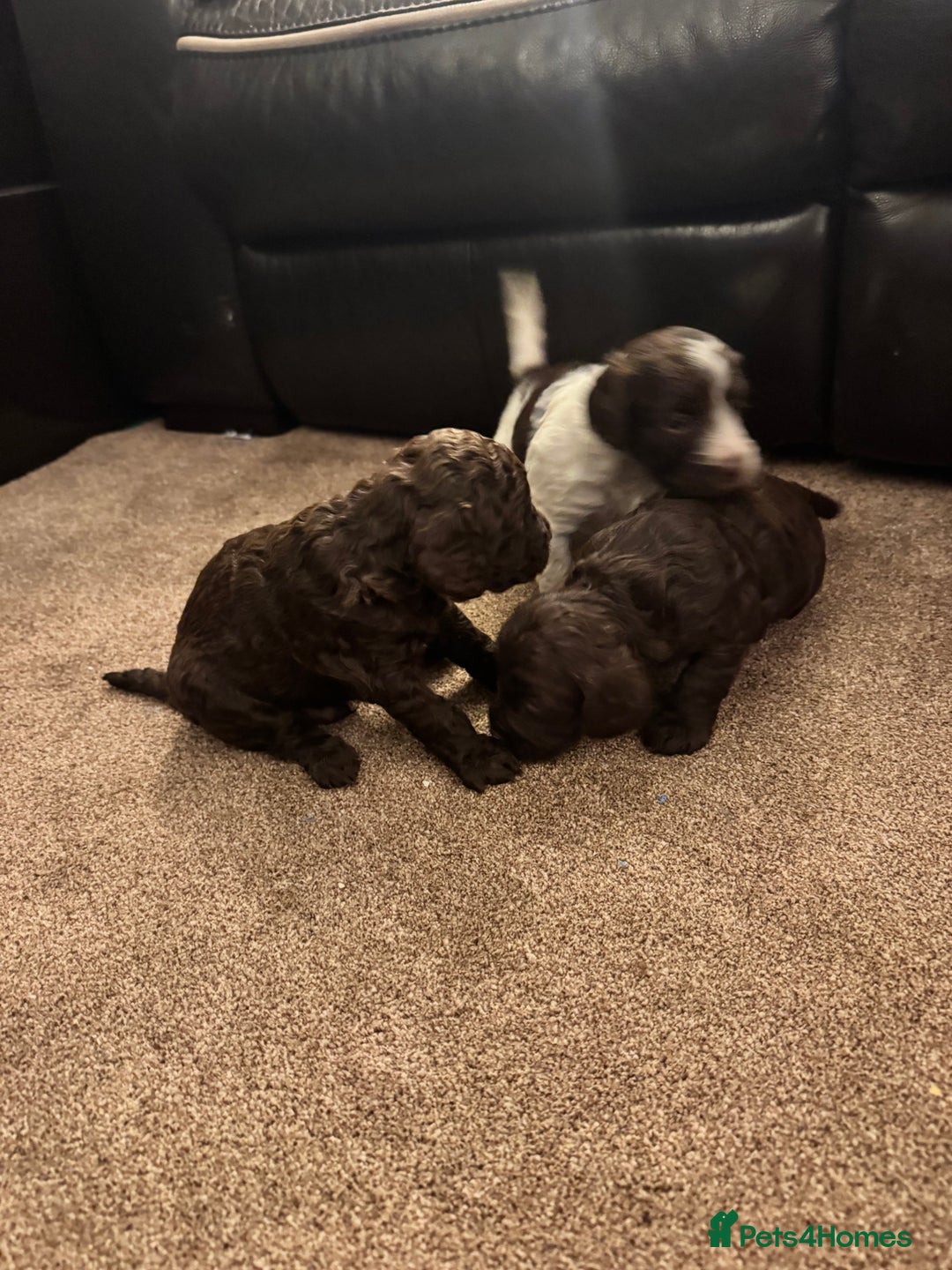 Cockapoo dogs for sale: F2 Cockapoo Puppies - Image 2