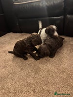 Cockapoo dogs - Advert 4