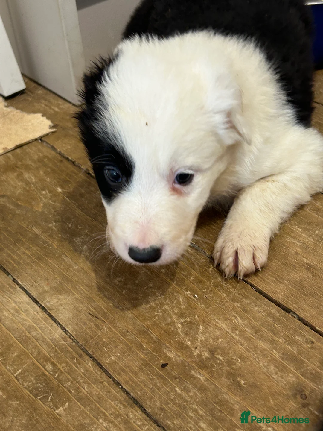 Border Collie dogs for sale: Blue merle collie pups - Advert 2