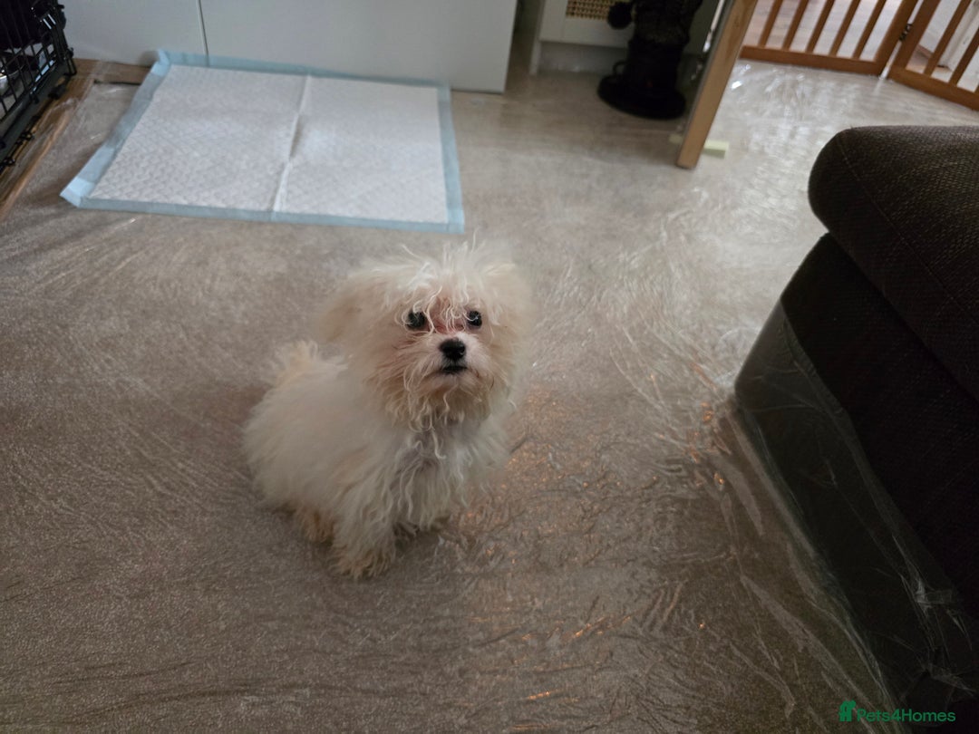 Bichon Frise dogs for sale: Bichon Frise Puppy Looking for a Loving Home - Image 10
