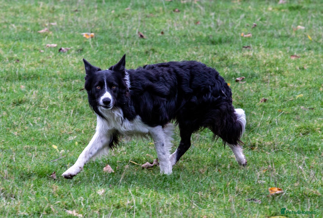Border Collie dogs for stud: Border Collie for Stud in Malton - Image 5