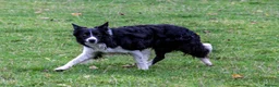 Border Collie dogs for stud: Border Collie for Stud in Malton - Advert 5
