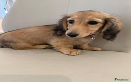 Dachshund dogs for sale: Cream boy and girl Miniature dachshund - Image 38