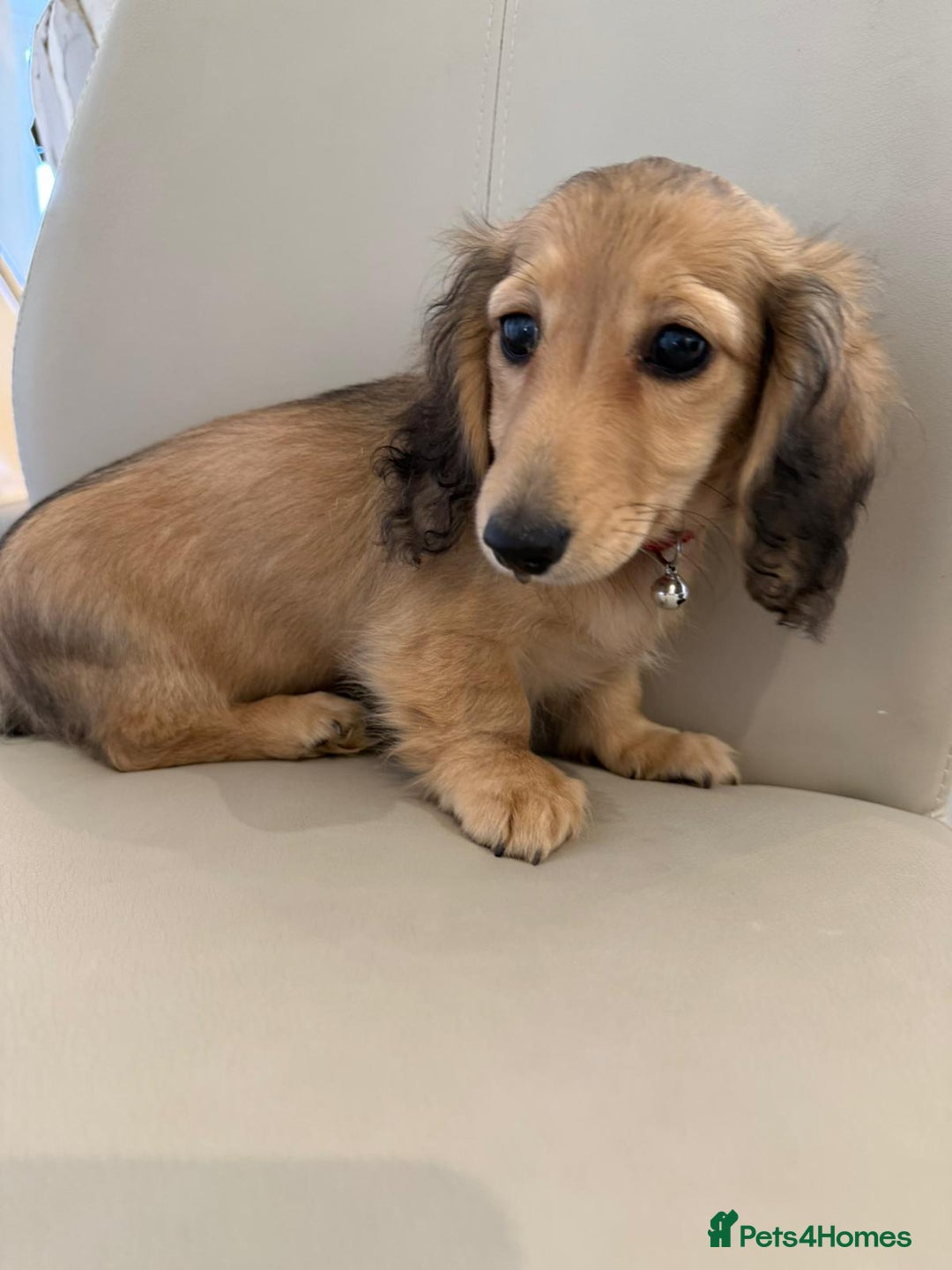 Dachshund dogs for sale: Cream boy and girl Miniature dachshund - Image 38