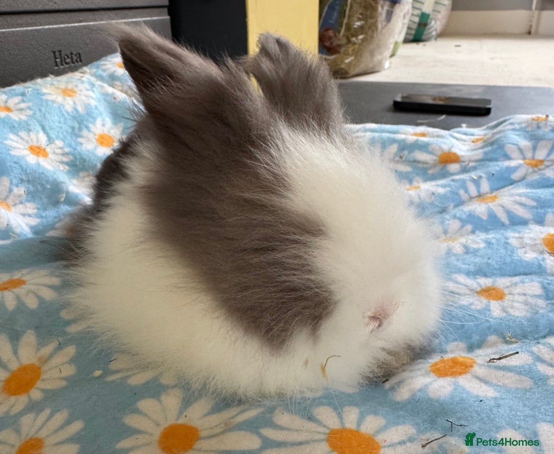 Lionhead rabbits for sale: BEAUTIFUL DOUBLE MANED LIONHEAD RABBITS FOR SALE  - Image 3
