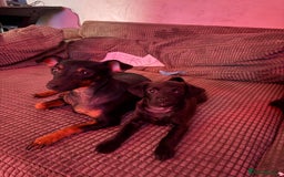 Mixed Breed dogs for sale: Beautiful pups  - Image 5