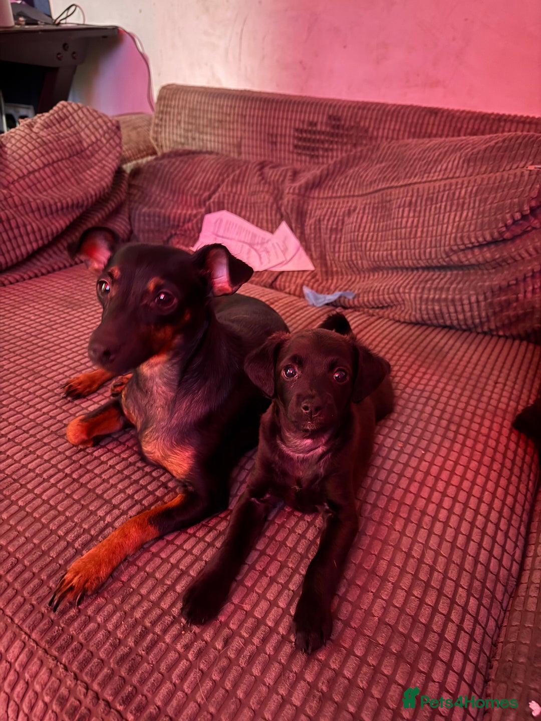 Mixed Breed dogs for sale: Beautiful pups  - Image 5