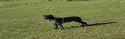Staffordshire Bull Terrier dogs for sale: Beautiful black girl staffy for sale - Advert 6