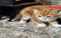British Shorthair cats for sale: Short haired kittens  - Image 10