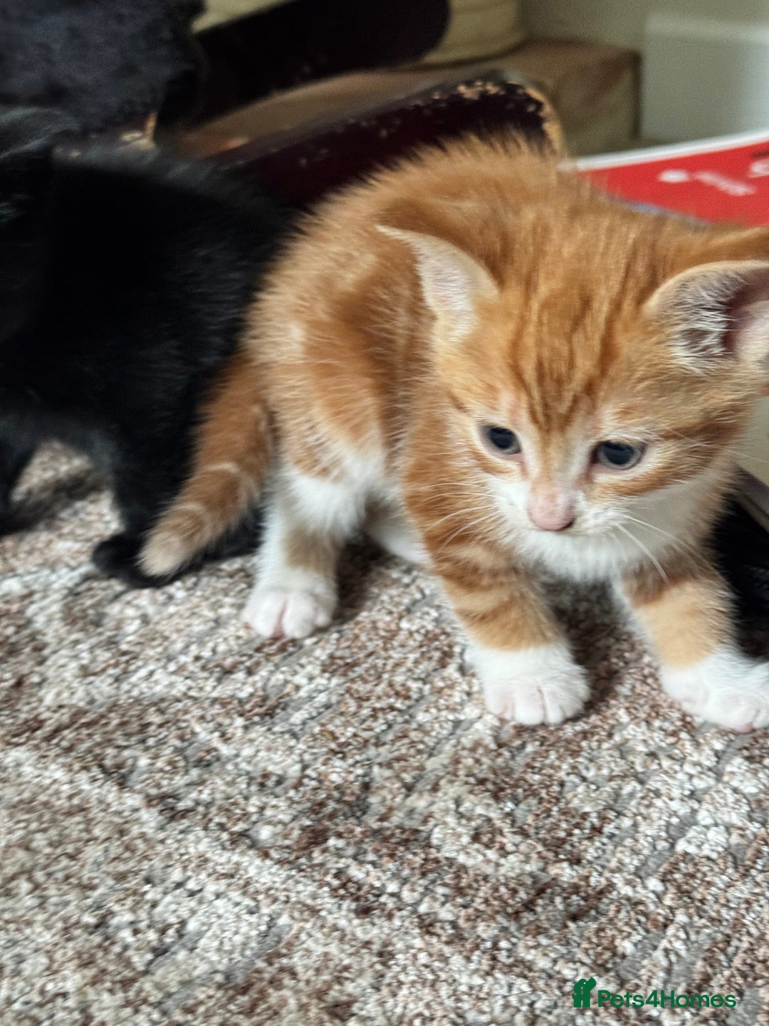British Shorthair cats for sale: Short haired kittens  - Image 10