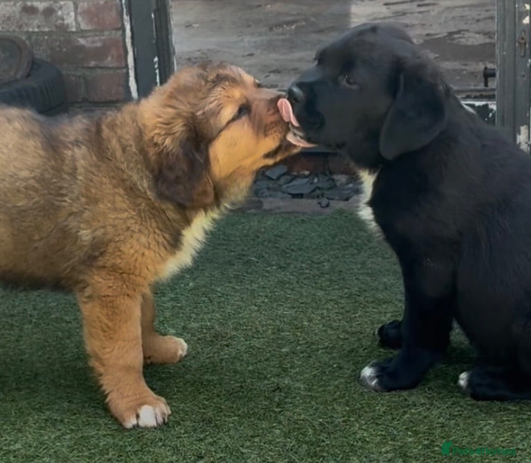Mixed Breed dogs Central Asian Shepard x Rottweiler Puppies - Advert 2