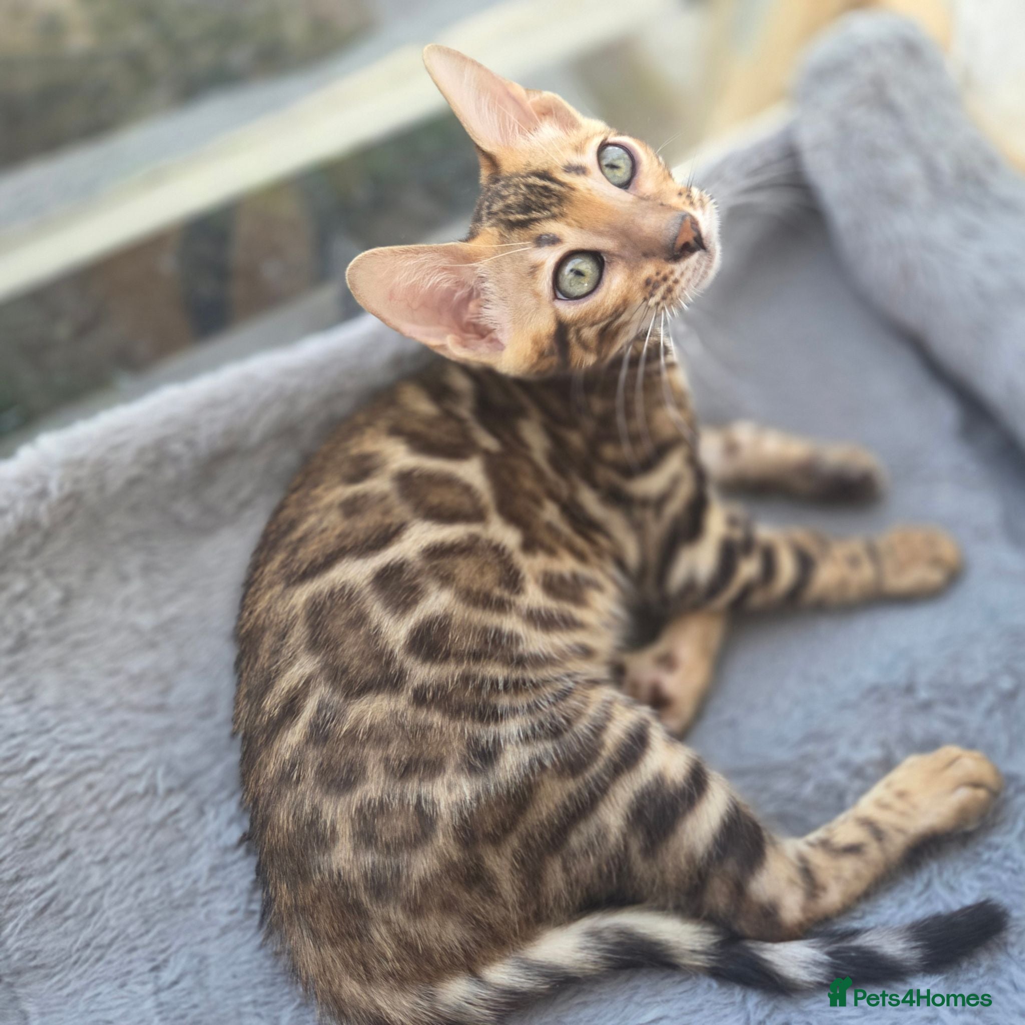 Bengal cats Ready now - pure Bengal TICA registered. - Advert 9