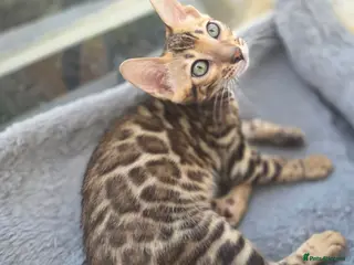 Bengal cats Ready now - pure Bengal TICA registered. - Advert 9