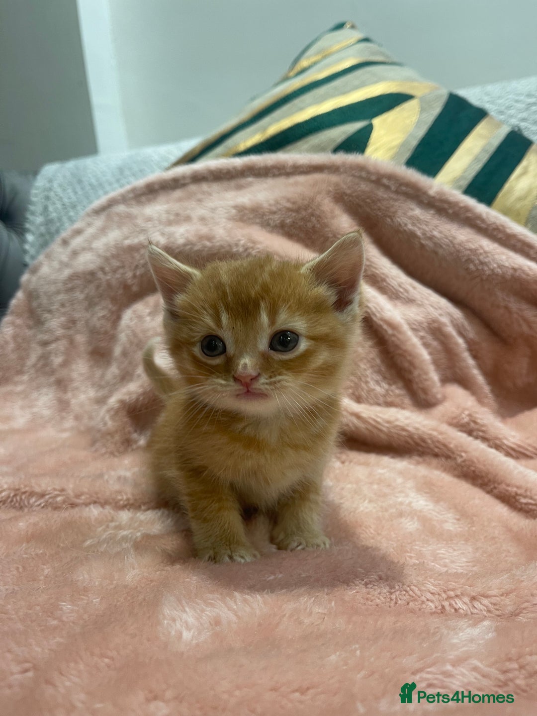 Scottish Fold cats for sale: Scottish fold/straight kittens  - Image 11