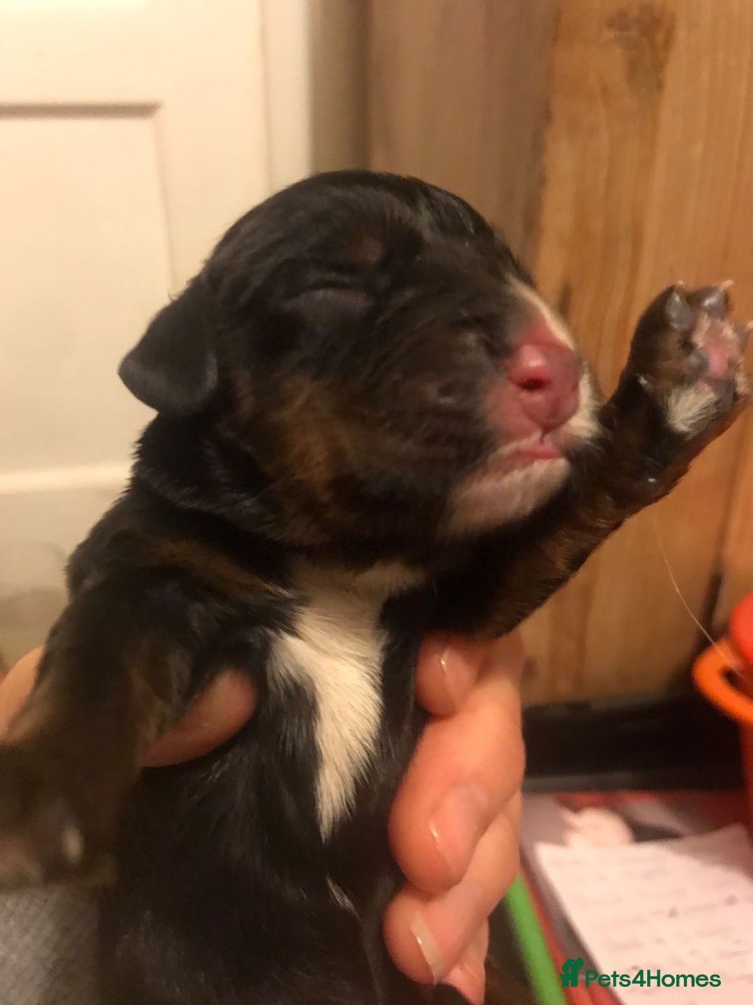 Cocker Spaniel dogs for stud: KC Fully health tested dark red working cocker - Advert 4