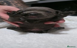 Staffordshire Bull Terrier dogs for sale:  Blue Staffy puppies for sale KC REGISTERED  - Image 34