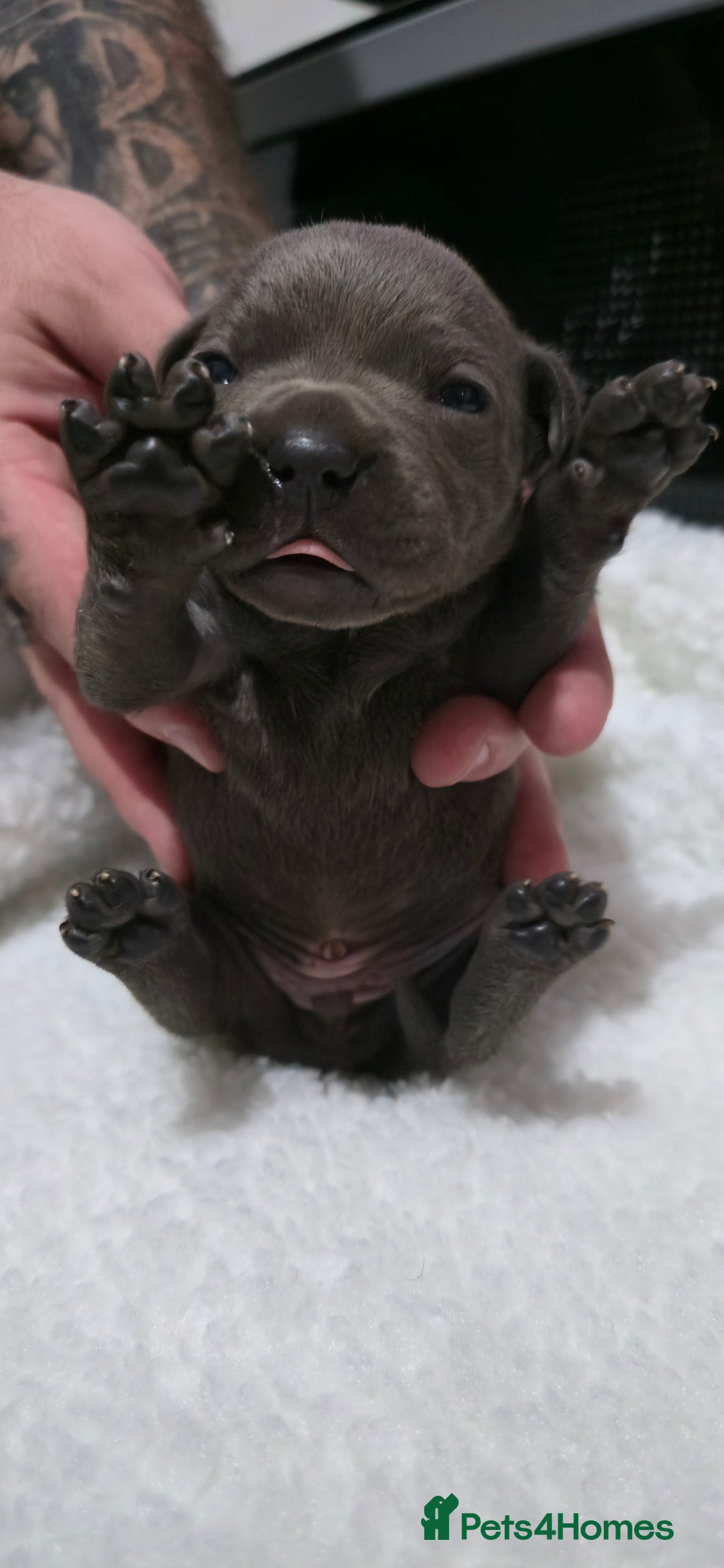 Staffordshire Bull Terrier dogs for sale:  Blue Staffy puppies for sale KC REGISTERED  - Image 34