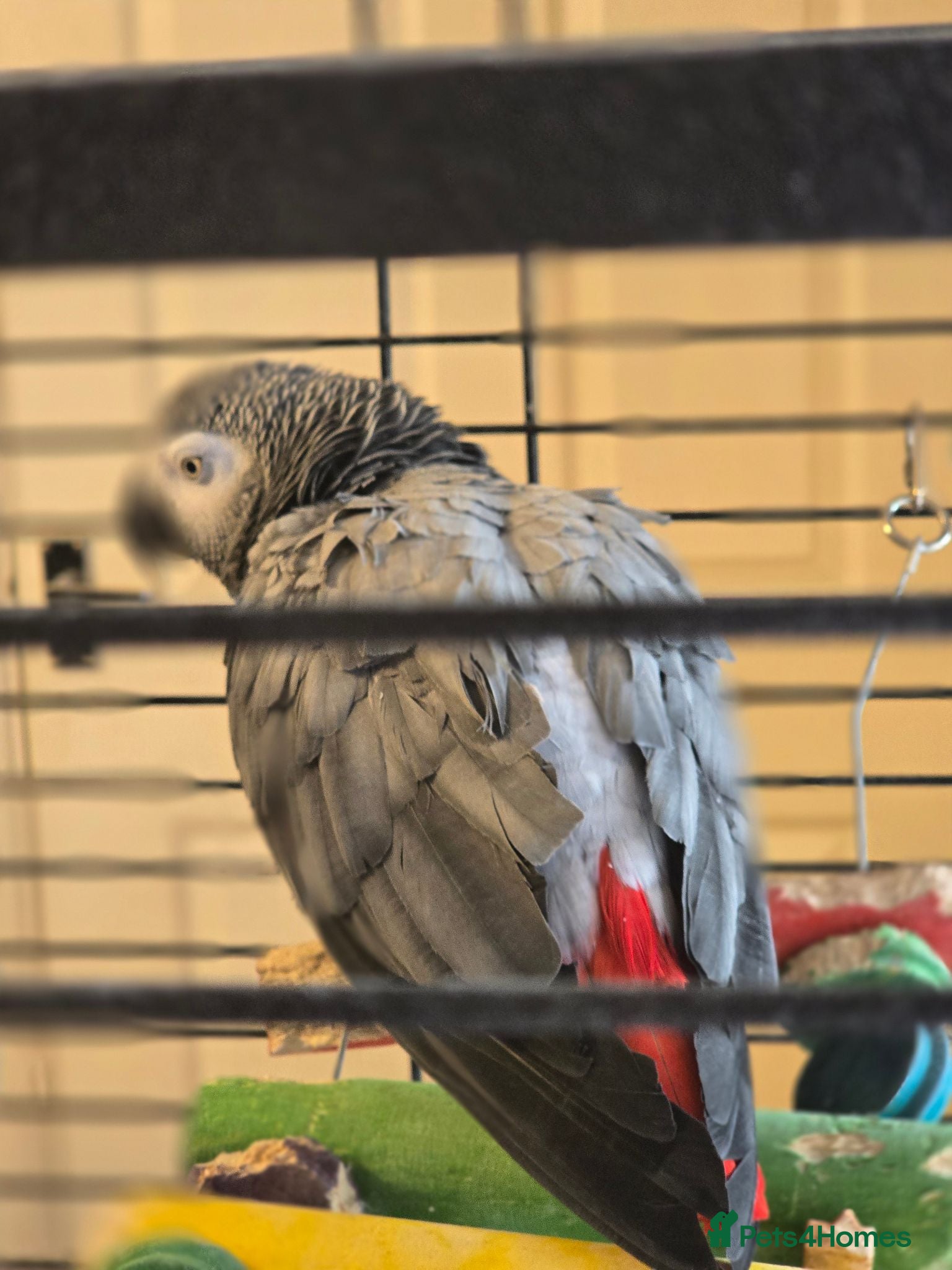 Parrots birds Beautiful African grey  - Advert 2