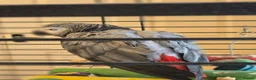 Parrots birds for sale: Beautiful African grey  in Pontefract - Advert 2