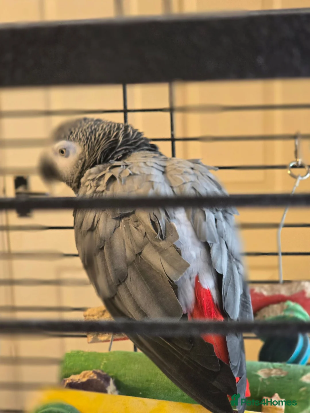 Parrots birds for sale: Beautiful African grey  in Pontefract - Advert 2