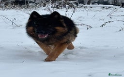 German Shepherd dogs for stud: Herman Kennel Club registered GSD-stud in Doncaster - Image 2