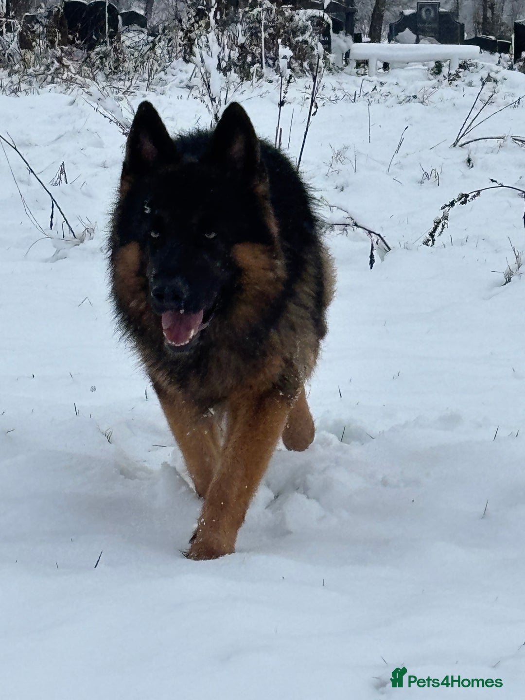 German Shepherd dogs for stud: Herman Kennel Club registered GSD-stud in Doncaster - Image 2