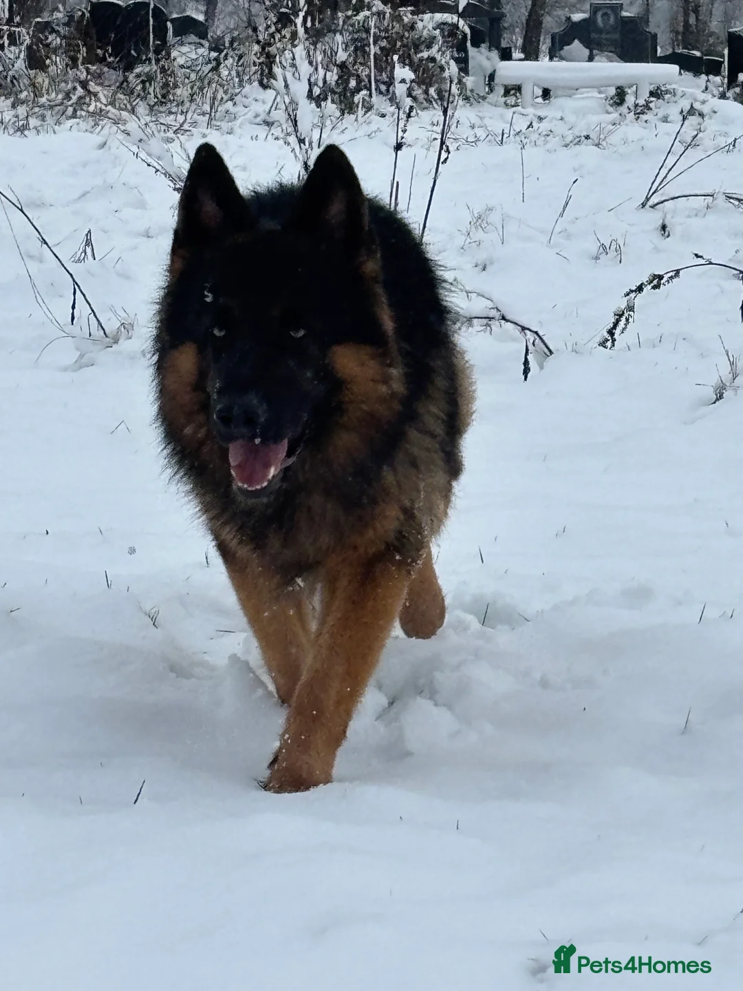 German Shepherd dogs for stud: Herman Kennel Club registered GSD-stud in Doncaster - Advert 2