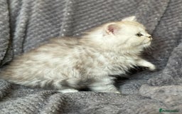 British Longhair cats for sale: Stunning fluffy Maine coon x british longhair  - Image 22