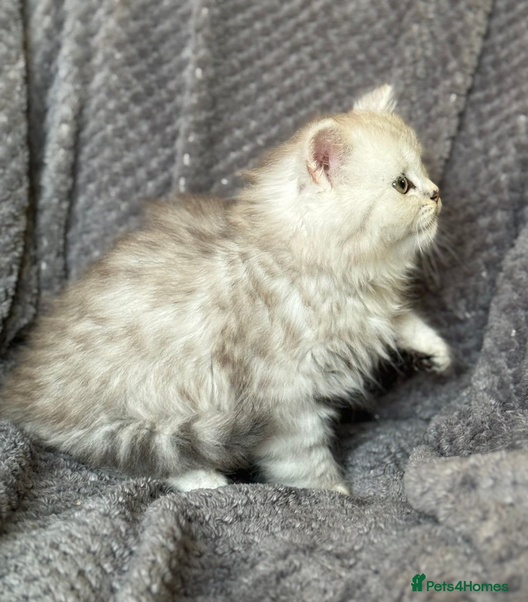 British Longhair cats for sale: Stunning fluffy Maine coon x british longhair  - Image 22