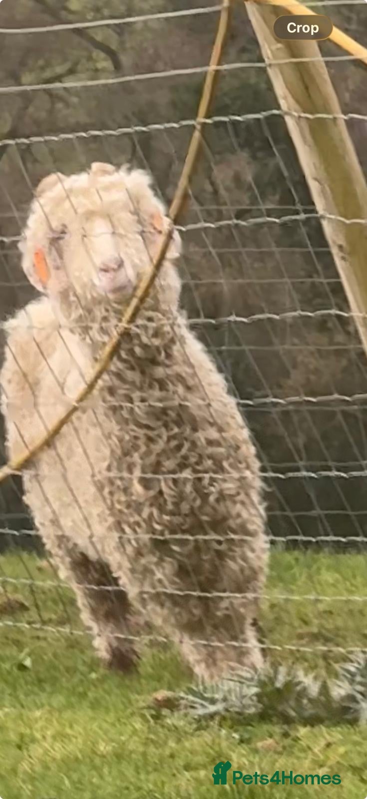 Goats livestock Friendly Angora  - Advert 5