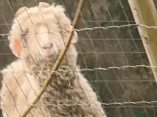 Goats livestock Friendly Angora - Advert 16
