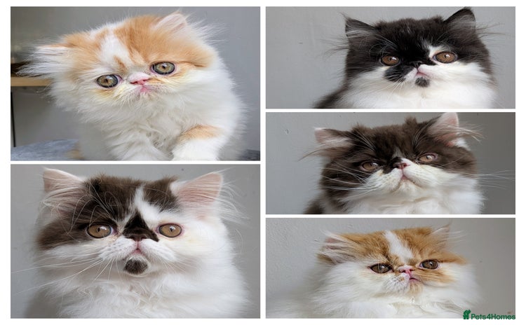 Persian cats - Advert 4
