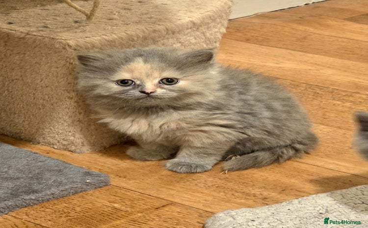 British Shorthair cats - Advert 6