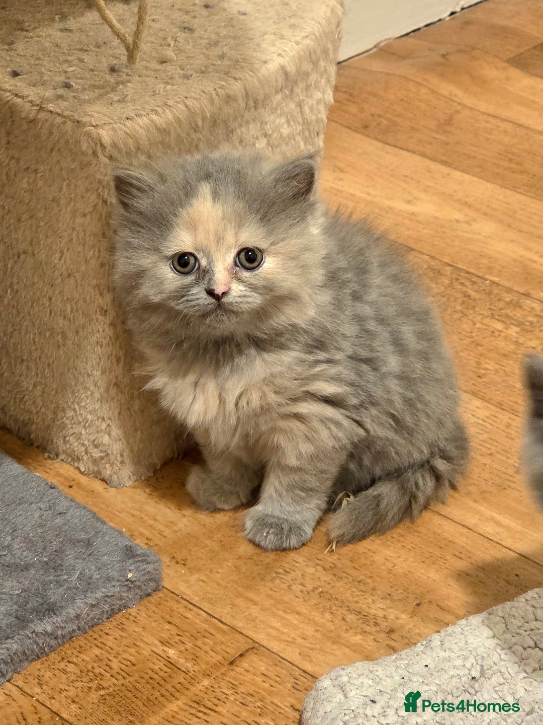 British Shorthair cats for sale: Britishshort Hair Female (Last one) ♡ - Advert 11