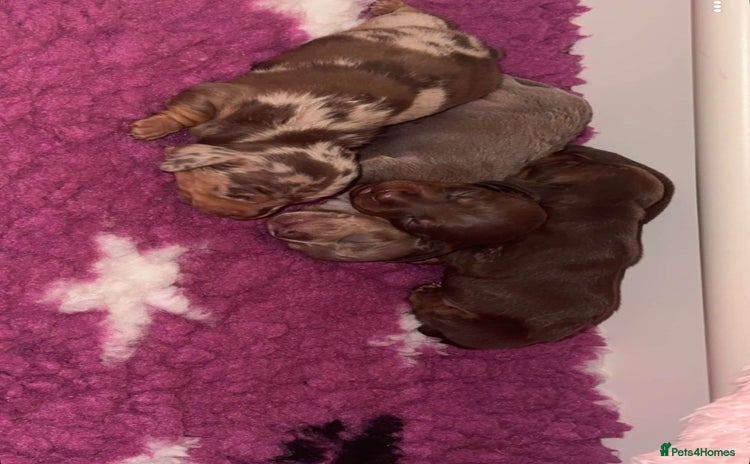 Miniature Dachshund dogs 🐾🌟 Miniature Dachshund Puppies🌟🐾 - Advert 6
