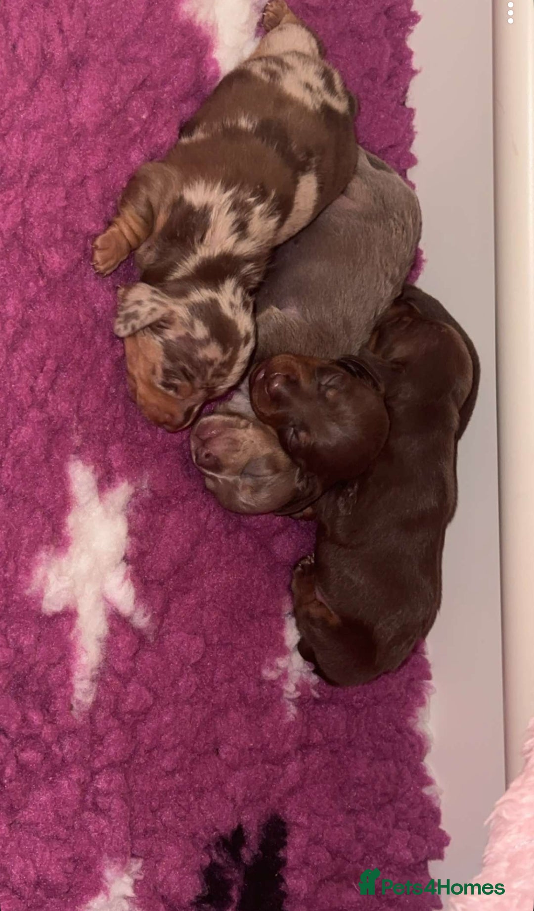 Miniature Dachshund dogs for sale: 🐾🌟KC Reg Miniature Dachshund Puppies🌟🐾 - Advert 10