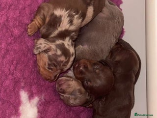 Miniature Dachshund dogs 🐾🌟 Miniature Dachshund Puppies🌟🐾 - Advert 4