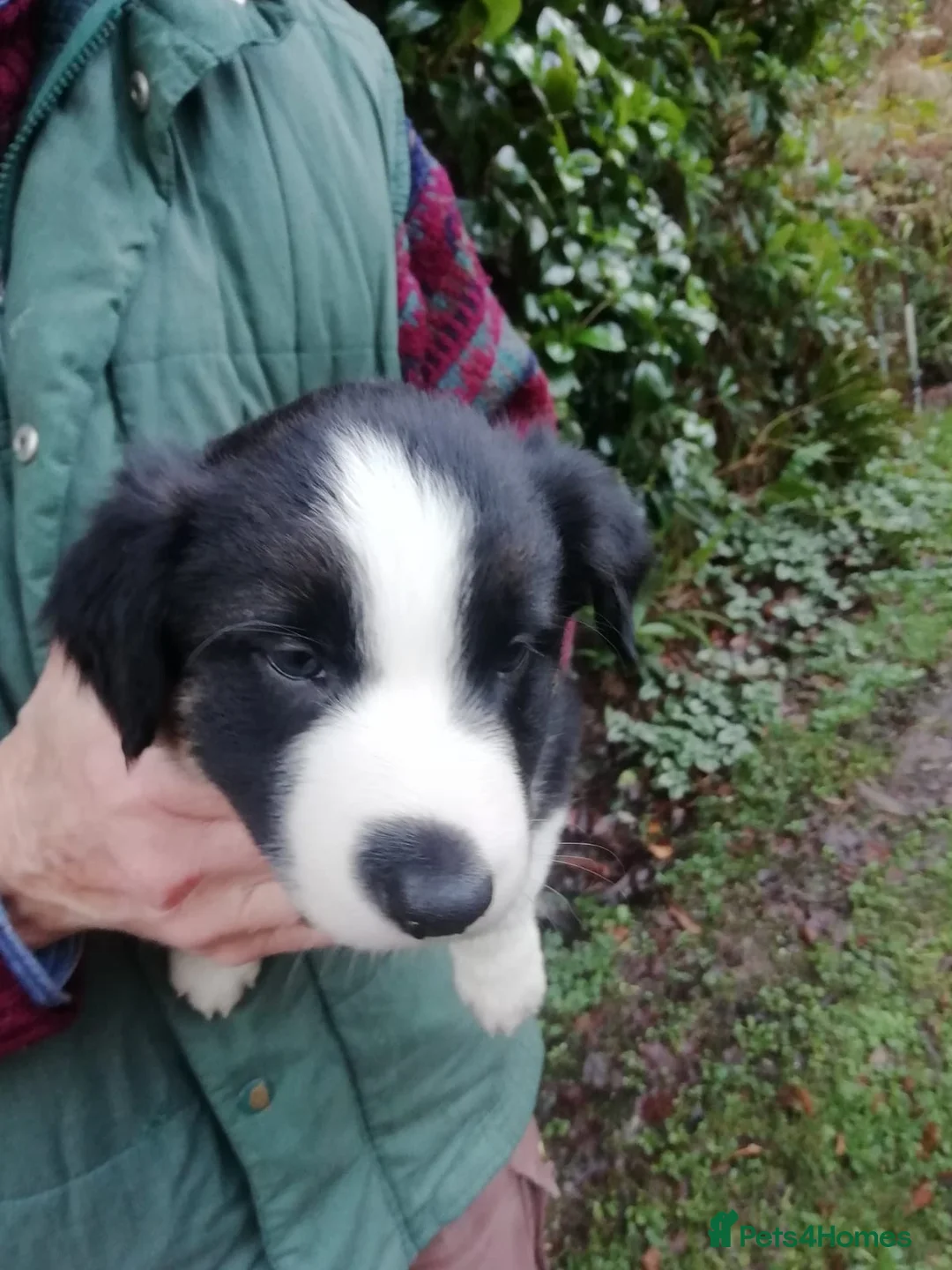Border Collie dogs for sale: Adorable Border Collies for Sale - Advert 9