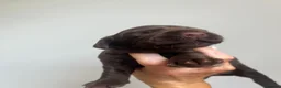 Cocker Spaniel dogs for sale: 🏆 🐾 Hunter's Famous Puppies Have Arrived! 🐾 - Advert 10