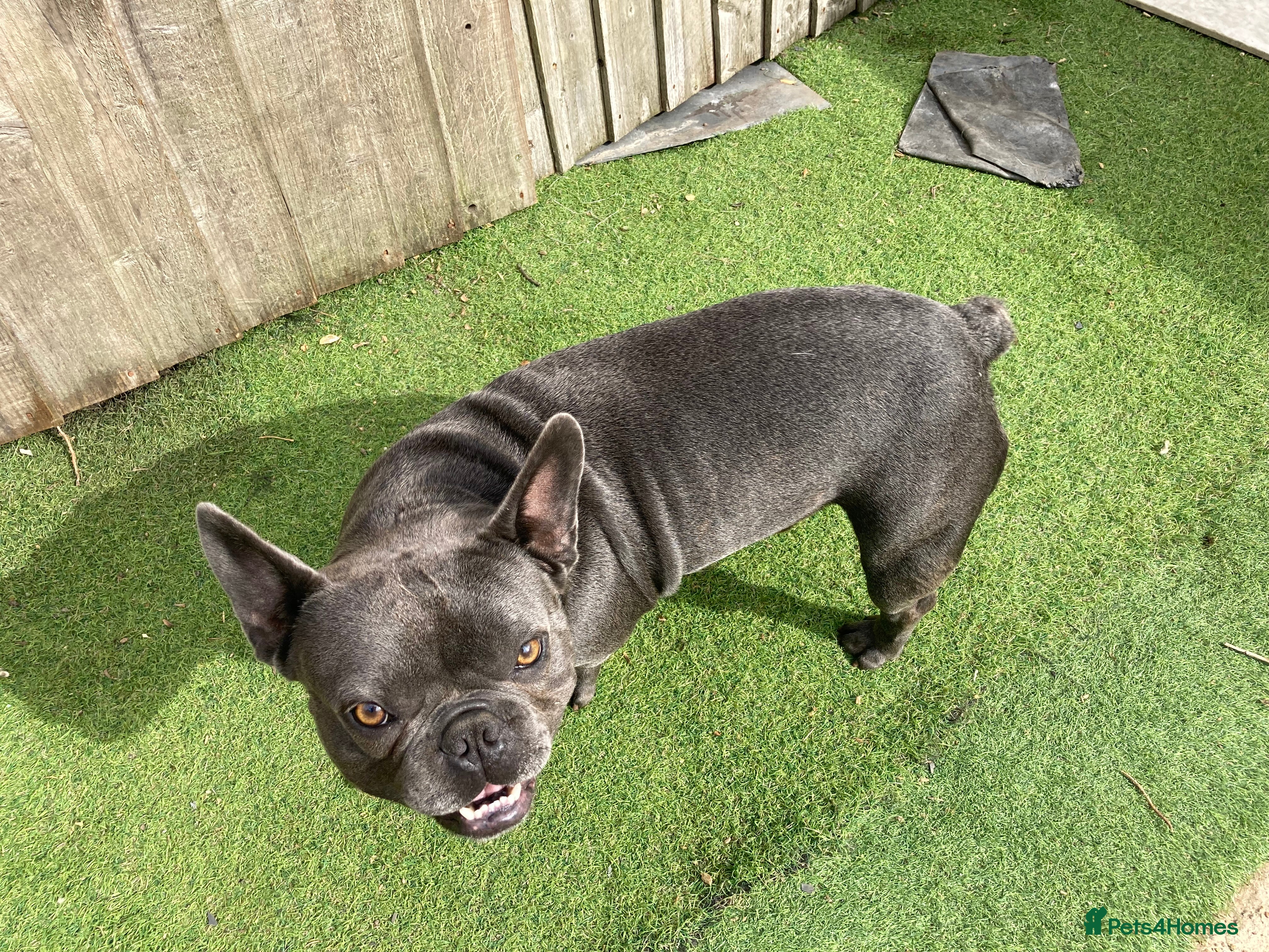 French Bulldog dogs French Bulldog stud in London - Advert 15