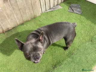 French Bulldog dogs French Bulldog stud in London - Advert 3