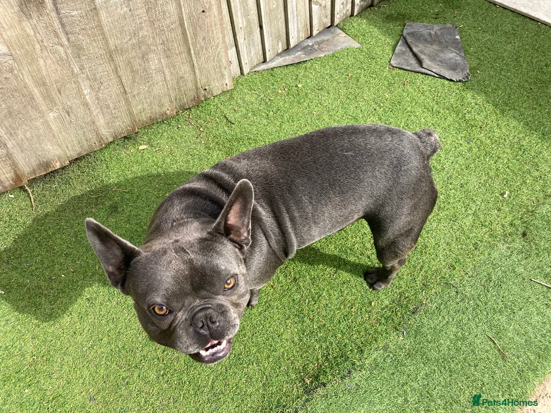 French Bulldog dogs for stud: French Bulldog stud in London - Advert 1