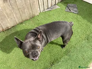 French Bulldog dogs French Bulldog stud in London - Advert 22
